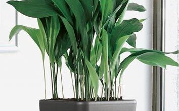 Photo of Aspidistra elatior, orelhas de burro ou Pilistra plant care