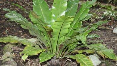 Photo of Asplenium nidus Feto de ninho de pássaros