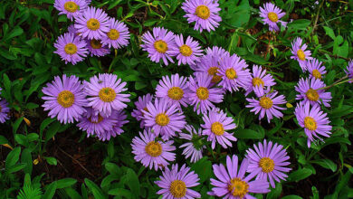 Photo of Aster de arbusto, Aster Anão, Aster Esponja