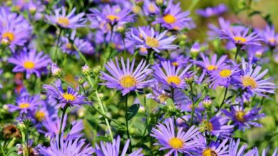 Photo of Aster divaricatus Aster divaricatus, Aster que se estende