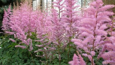 Photo of Astilbe