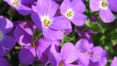 Photo of Aubrieta deltoidea, plante basse