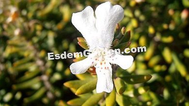 Photo of Australiano Rosemary Longleaf