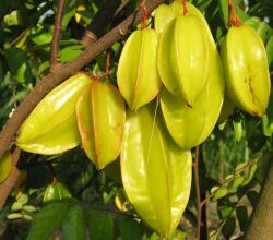 Photo of Averrhoa Carambolier Carambola