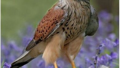 Photo of Aves de rapina britânicas