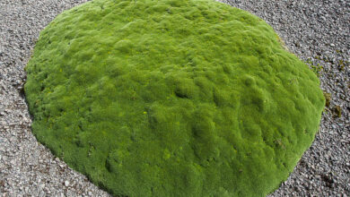 Photo of Azorella, coussin ein