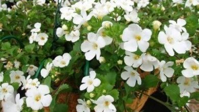 Photo of Balcon Bacopa cordata sutera, Bacopa ornemental