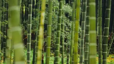 Photo of Bambu