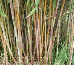 Photo of Bambu apertado em Fargesia