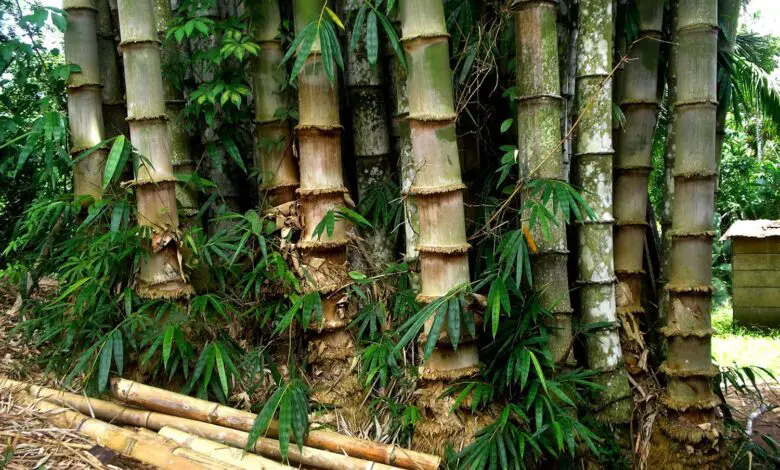  Bambu  gigante Asper Bambu  Noticias De  Jardim