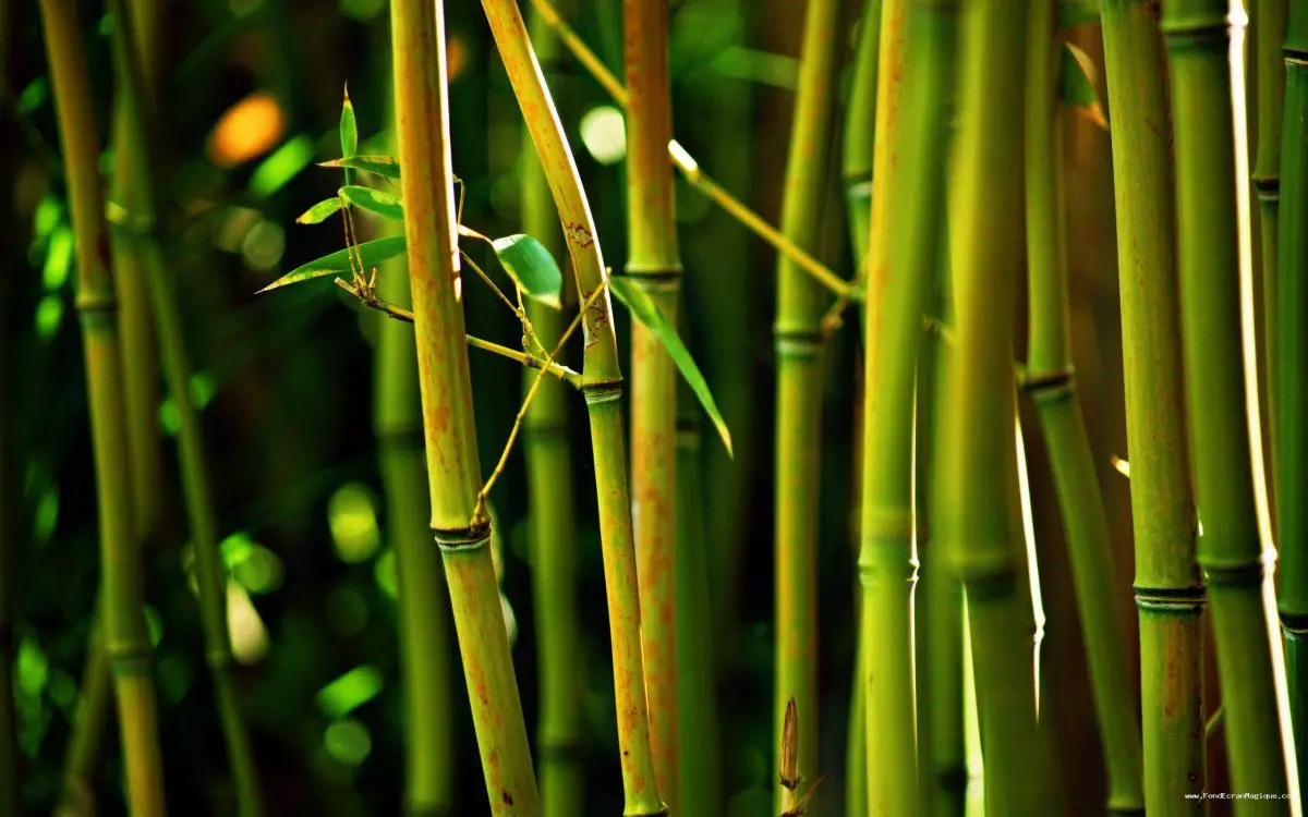  Bambu  Mexicano Noticias De  Jardim