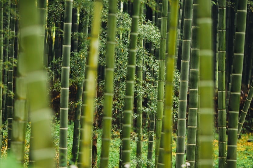  Bambu  Noticias De  Jardim