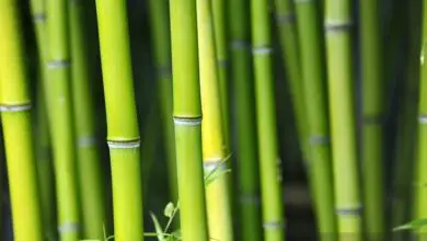 Photo of Bambus