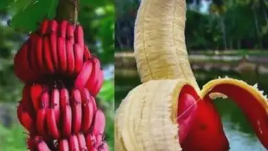 Photo of Banana abissínia, banana vermelha