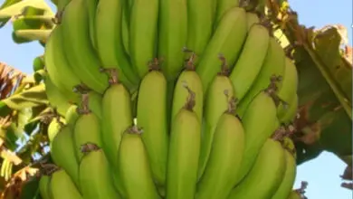 Photo of Banana-anã anã