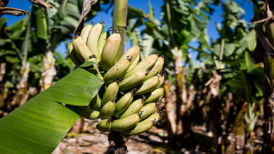 Photo of Banana de semente de pássaro, banana de folha larga