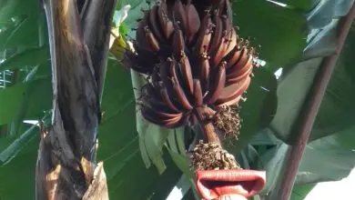 Photo of Banana Rosa, Banana Florida Rosa