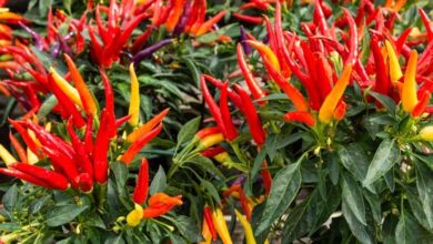 Photo of Bananeira e pimenteira: Dicas para o cultivo de uma bananeira apimentada