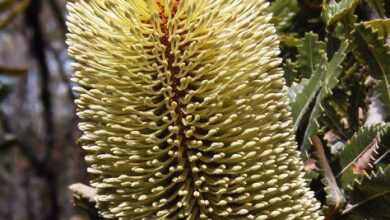 Photo of Banksia