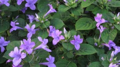 Photo of Barleria obtusa, arbusto utilizado para fins ornamentais