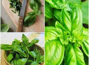 Photo of Basil Pistou Information – Aprenda a cultivar Basil Pistou