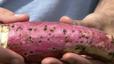 Photo of Batata Doce de Raiz Negra: Como Tratar Batata Doce de Raiz Negra Apodrecida