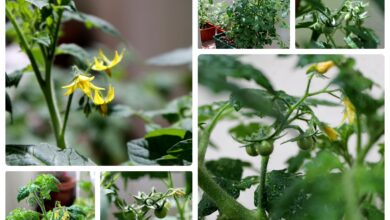 Photo of Batata em flor: As minhas flores de batata transformaram-se em tomate