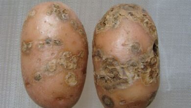 Photo of Batatas deformadas com nós: porque é que os tubérculos de batata estão deformados?