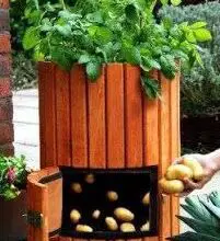 Photo of Batatas em Contentor – Como cultivar batatas em contentores