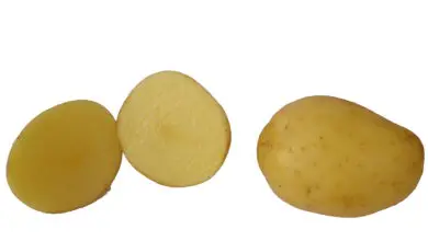 Photo of Batatas-semente que não produzem: Respostas à pergunta por que não há batatas nas batatas-semente