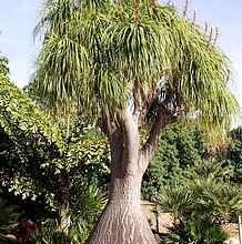 Photo of Beaucarnea, Pé de Elefante, Bottle tree, Noline curve