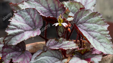 Photo of Begonia rex híbrido