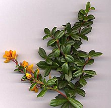 Photo of Berberidaceae