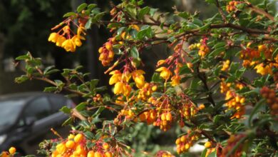 Photo of Berberis darwinii Darwinii Darwins thornbush vinette