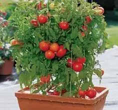 Photo of Best Storage Tomatoes: Como Cultivar Tomates de Prateleira-Estável
