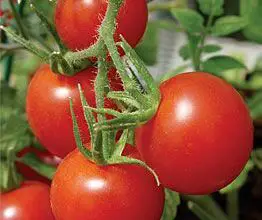 Photo of Better Boy Tomato Info – Como Cultivar uma Planta de Tomate Melhor Rapaz