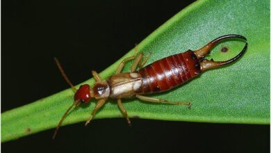 Photo of bicha-cadela
