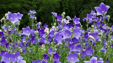 Photo of Big Flower Bell, Big Flower Bell, Balloon Flower