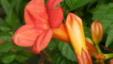 Photo of Bignone, Virginia Jasmine, Trumpet Jasmine