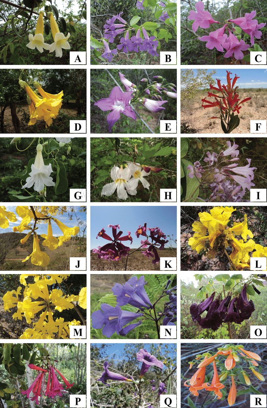 Bignoniaceae - Noticias De Jardim