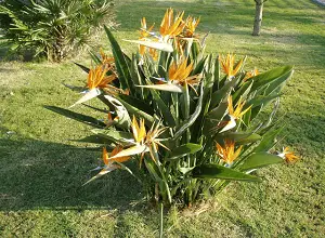 Photo of Bird of Paradise, Strélitzie