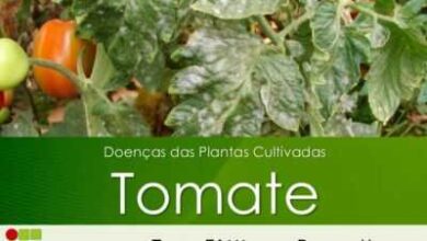 Photo of Blacklegged plant disease: tratamento da doença da planta blacklegged em vegetais