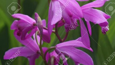 Photo of Bletilla striata Orquídea Jacinto