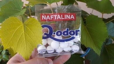 Photo of Bolas de naftalina no jardim: alternativas seguras às bolas de naftalina para controle de pragas