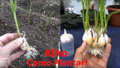 Photo of Bolbos de alho: Dicas para o cultivo de bolbos de alho