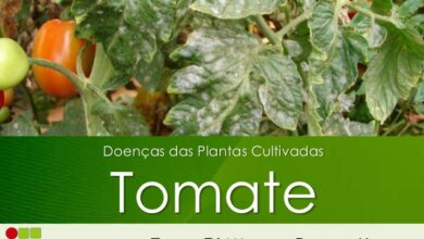 Photo of Bolor cinzento nos tomates: como tratar o bolor cinzento nos tomateiros