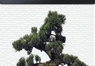 Photo of Bonsai Basics