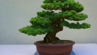 Photo of Bonsai Care – como cuidar da sua árvore de bonsai