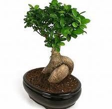 Photo of Bonsai da cauda