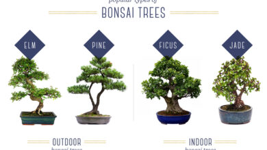 Photo of Bonsai Daily Care